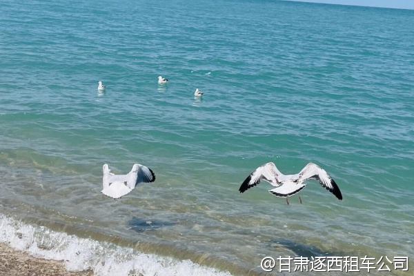蘭州中川機場有包車服務柜臺嗎？還是必須提前網上預訂？  