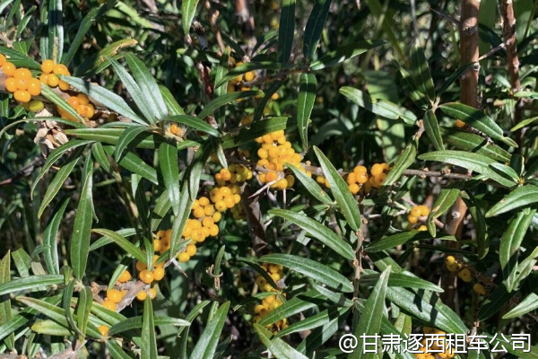 想體驗甘肅皮影戲,包車能安排夜間觀看嗎?